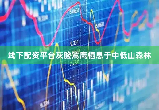 线下配资平台灰脸鵟鹰栖息于中低山森林