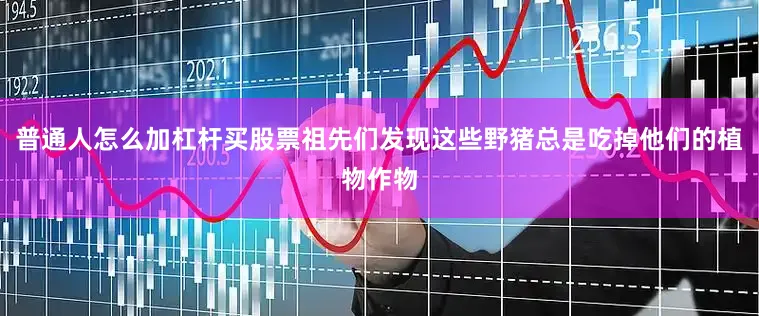 普通人怎么加杠杆买股票祖先们发现这些野猪总是吃掉他们的植物作物